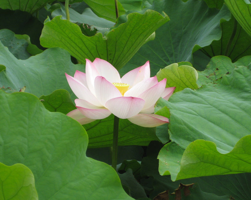 What Is "Lotus Lifestyle?"